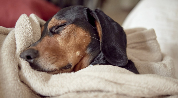 Il tuo cane dorme tutto il giorno? Vi sveliamo la quantità di ore effettive che dovrebbe riposare
