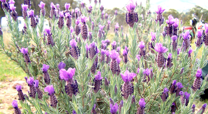 Spaanse lavendel: hoe en wanneer te kweken voor mooie paarse struiken