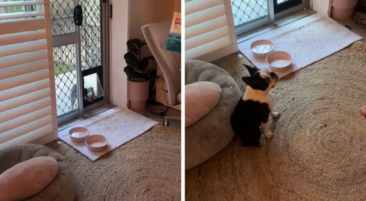 Boston Terrier "balla" di gioia per la sua nuova porta personale: la storia commovente di Daphne