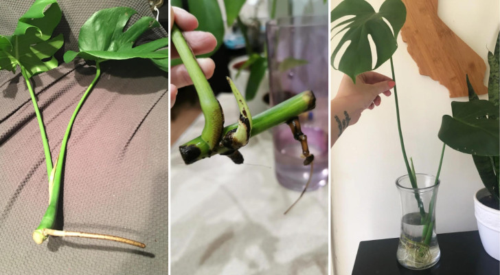 Monstera-Stecklinge: eine Schritt-für-Schritt-Anleitung zur Vermehrung dieser schönen Pflanze