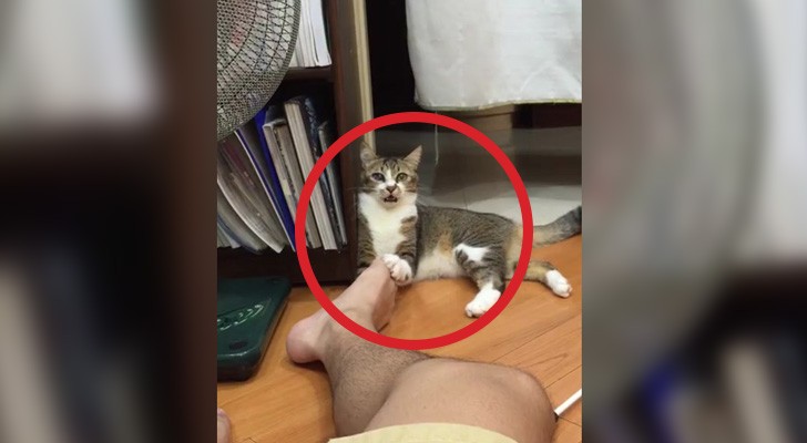 Ce chat joue et s'amuse jusqu'à ce qu'il morde le pied de son maître : sa réaction est trop drôle!