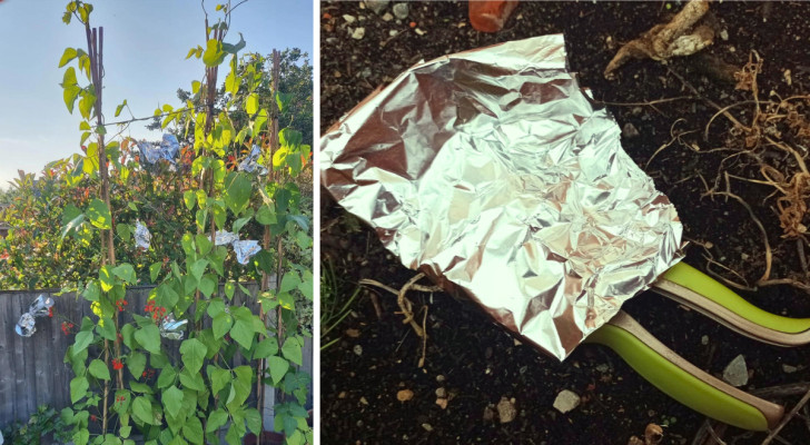 Aluminum foil in the garden: 4 unconventional uses for this versatile product