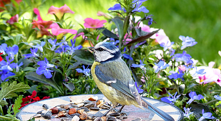 Attirare gli uccelli in giardino: i trucchi per riempire il giardino di musicali cinguettii