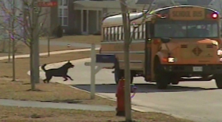 The doors of the school bus open : the behavior of the dog makes everyone smile! This is awesome !