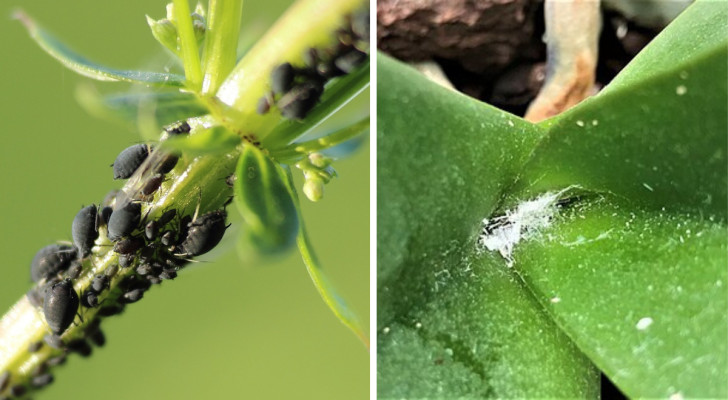 Protégez votre jardin de ces 4 insectes dangereux auxquels il faut faire attention au printemps 