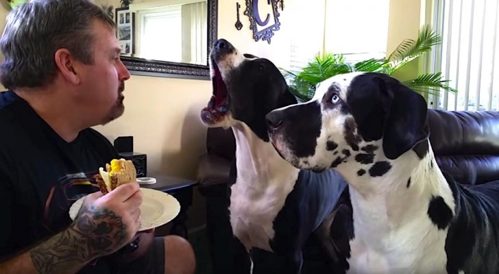 He does not want to share his sandwich, but look how the dog on the left reacts...