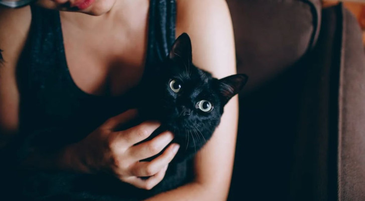 Ai gatti piacciono gli abbracci? E quali sono le alternative per dimostrare il nostro affetto?