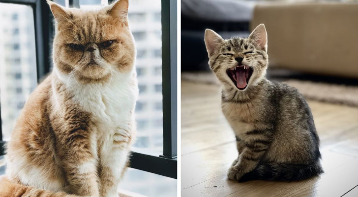 Cosa fanno i gatti quando vogliono rispetto? E cosa fare per non farli arrabbiare?