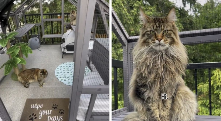 Video virale mostra la soluzione perfetta per un gatto annoiato: il catio esterno, con tutti i comfort