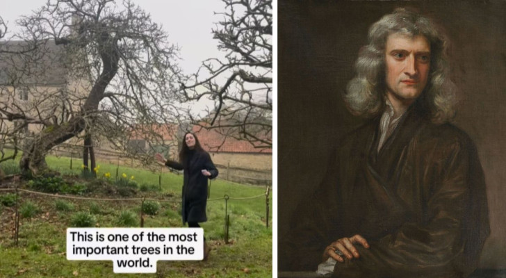 Hier befindet sich das Anwesen, auf dem Newton den berühmten Apfel fallen sah: "Der Baum ist noch da".