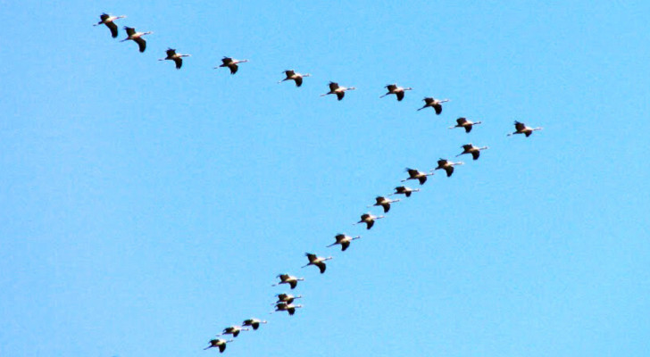 Gli stormi di uccelli quando migrano assumono una curiosa forma a "V": non è casuale
