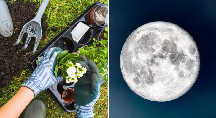 È vero che le fasi lunari influenzano la crescita delle piante? La scienza dà la sua risposta