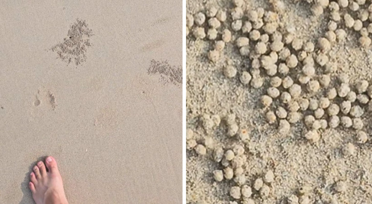 Mannen hittar några märkliga sandkulor på stranden, när han förstår vad det är kan han inte hålla tillbaka sin förvåning