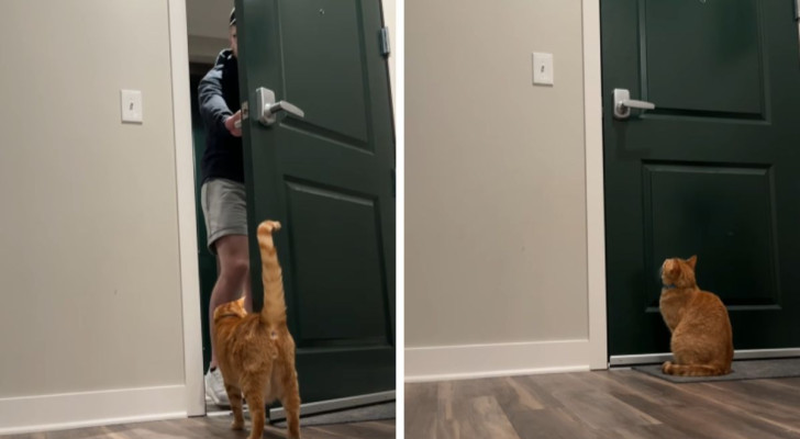 Lascia il gatto da solo e lo filma durante la sua assenza: "non lo lascerò mai più"