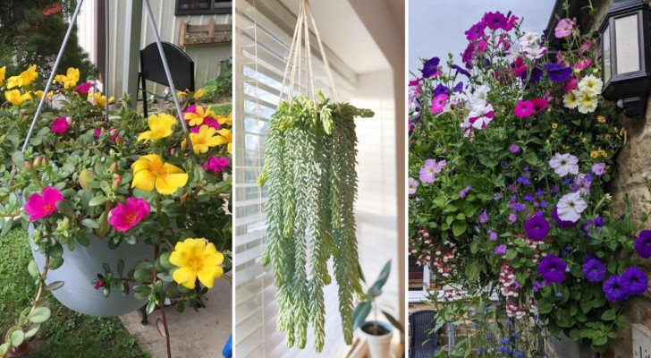 Trasformate balconi e davanzali in giardini pensili: le 10 migliori piante tra cui scegliere
