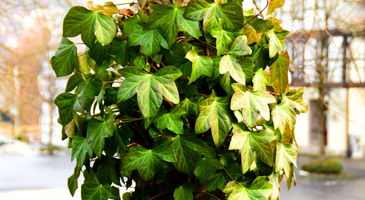 Should you remove ivy from your fruit trees? Let's find out how to manage this plant