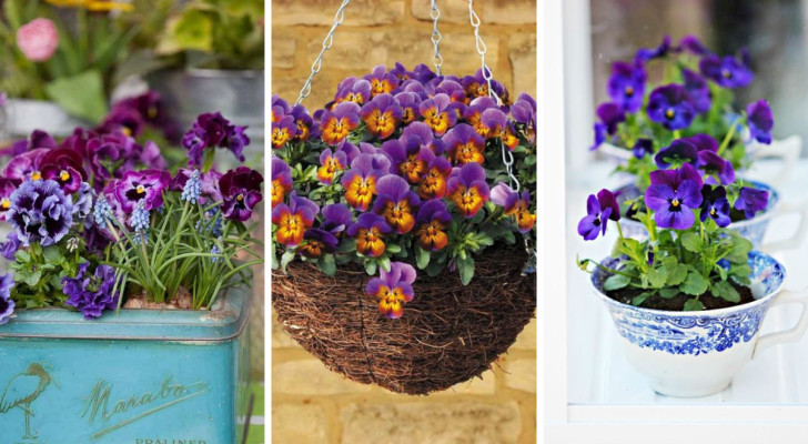 Des jardinières remplies de pensées : 14 idées pour décorer avec ces fleurs 