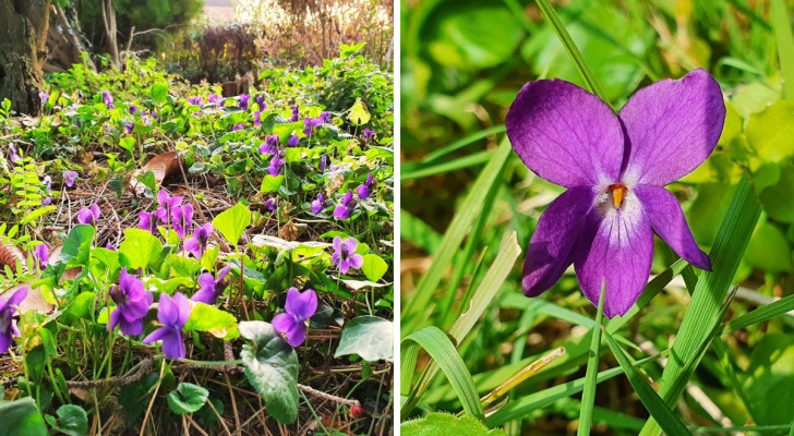 Violette selvatiche in giardino: perché è importante lasciarle crescere in libertà
