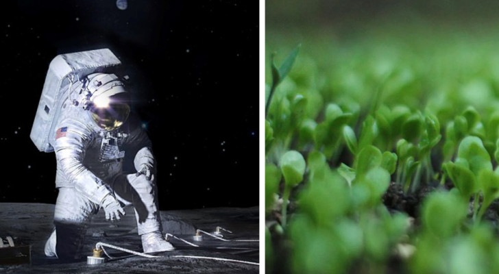 År 2026 kommer NASA att försöka odla växter på månen