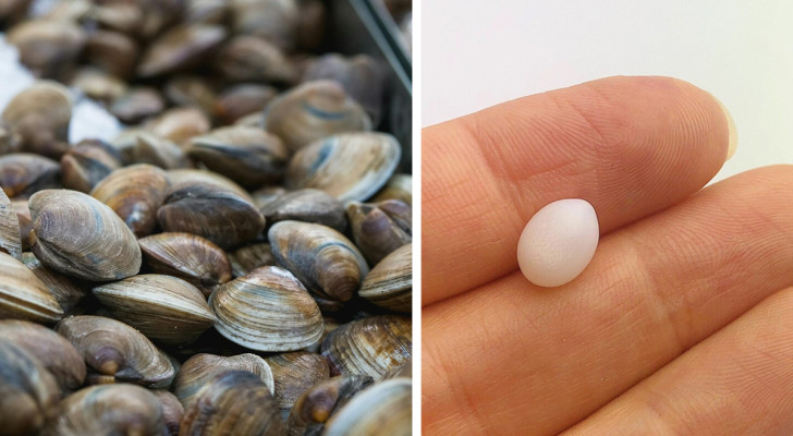 Stel vindt een parel in de oesters die ze in het restaurant hebben besteld en besluit er iets heel bijzonders mee te maken