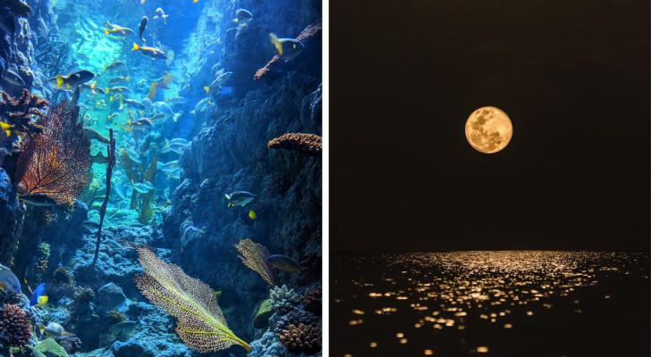 Månen har en konstig effekt på korallrevens "sång": studien