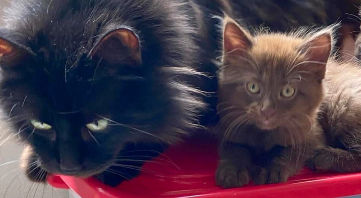 Mamma gatta e i suoi cuccioli vengono salvati, il colore dei piccoli è marrone: una colorazione rarissima