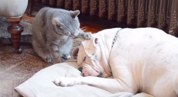 The dog is sleeping deeply: what the cat does will touch your heart