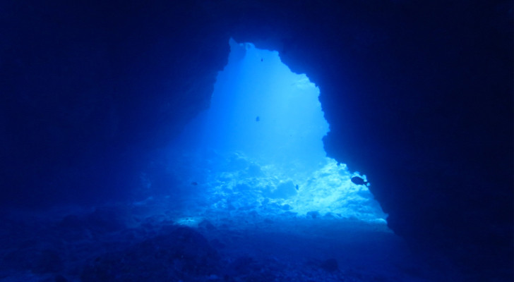 Dans l'endroit le plus profond de la surface de la terre : des animaux vivent-ils dans la fosse des Mariannes ?