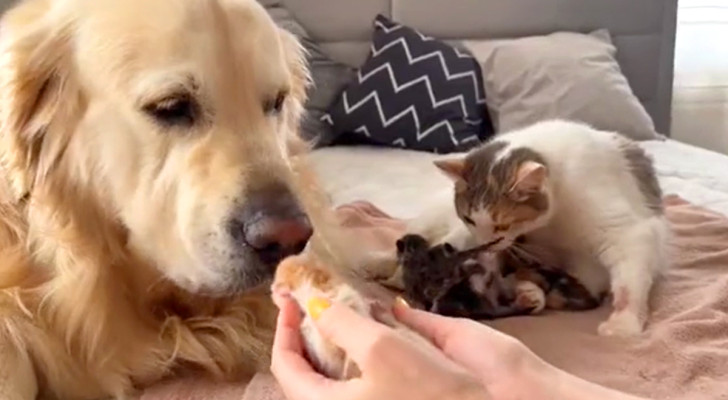 Un golden retriever reagisce alla vista dei cuccioli della sua amica gatta