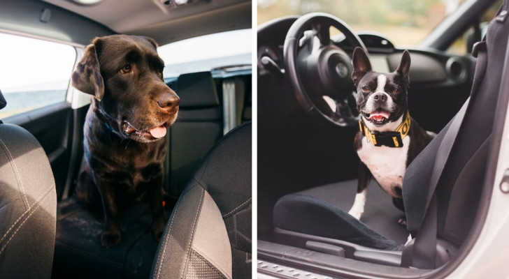 Come togliere il pelo del cane dai sedili dell’auto: soluzioni e consigli pratici