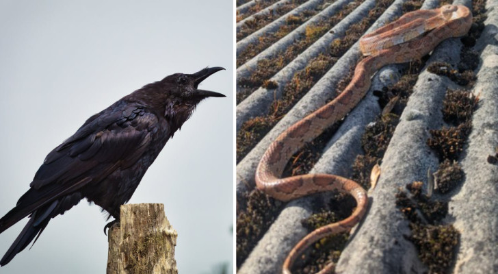 Schlange, die ein Jahr lang verschwunden war, kehrt nach Hause zurück: Eine Krähe hat sie im Garten eines Nachbarn ausgesetzt
