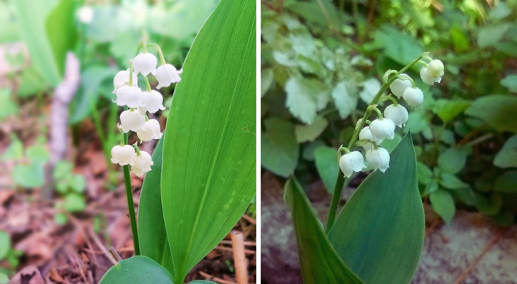 Lilies of the Valley: let's find out how to cultivate this enchanting plant, in a pot or in the garden