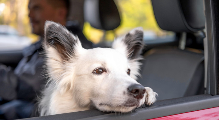 Ecco cosa fare se il tuo cane soffre il mal d'auto: consigli e rimedi