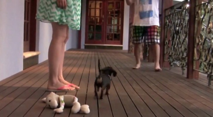 When someone tries to annoy his owner, the reaction of this dachshund is very clear... !