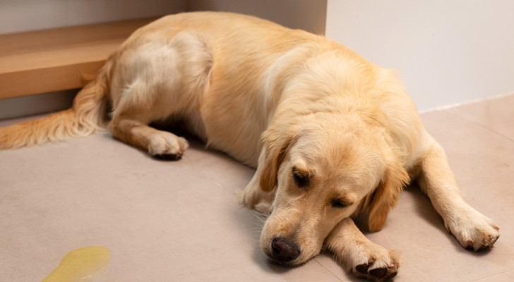 Come far smettere di urinare in casa il tuo animale domestico: ecco la portentosa miscela fatta in casa