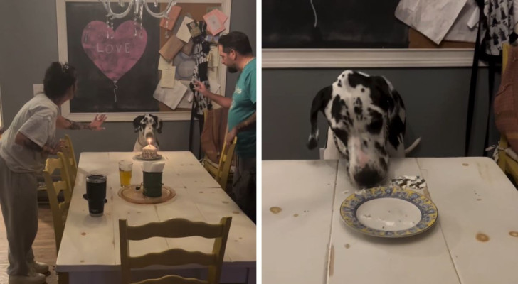 Preparano una torta di compleanno al loro labrador, ma lui è più veloce: "ha mangiato la fiamma"