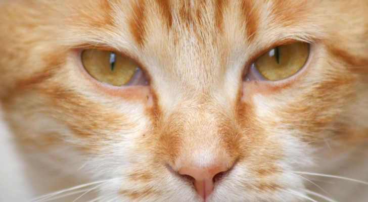 "I poteri dei gatti": cosa sono in grado di percepire e perfino di predire questi affascinanti felini?
