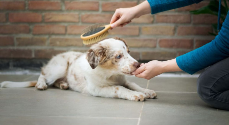 Come gestire i periodi di muta del pelo nei cani: dalla prevenzione ai metodi più efficaci