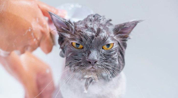 Come fare il bagno al gatto: gli step da seguire per avere successo