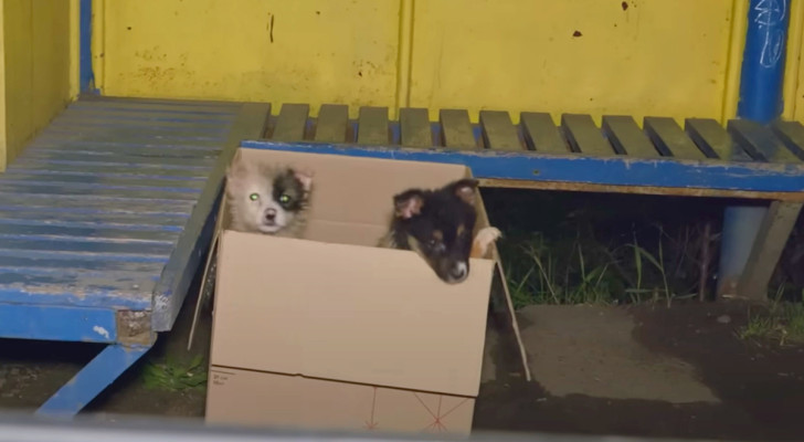 Autista dell'autobus trova una scatola con due cuccioli di cane abbandonati: interviene il rifugio per animali