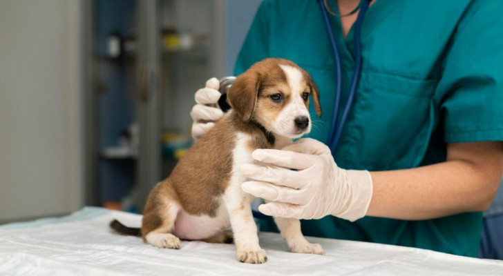 Allergie nei cani: quali sono le più comuni, come si manifestano e come trattarle