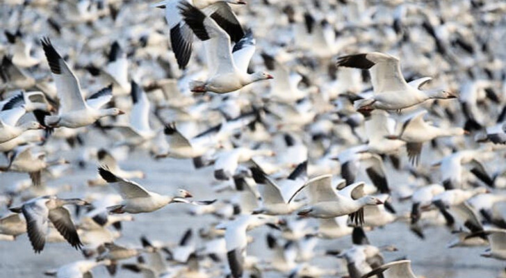 Så här vilar fåglarna under långa migrationer över havet