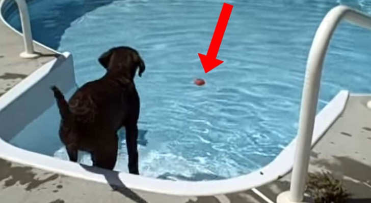 He manages to make his FIRST swim in the pool: the reaction of this Labrador will make you smile !