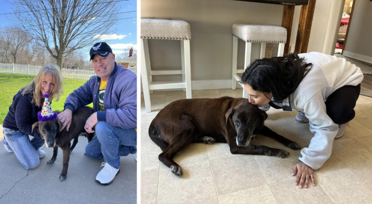 Cane anziano passa 11 anni al rifugio, ma finalmente trova una casa per sempre