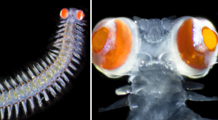 De ogen van deze kleine worm wegen twintig keer meer dan zijn kop