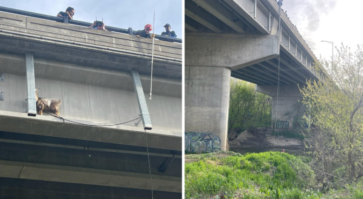 Ils trouvent une chèvre intrépide sur le rebord d'un viaduc : tout le monde se demande comment elle est arrivée là