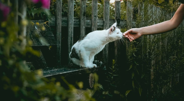 Come avvicinarsi ad un gatto sconosciuto e fare amicizia