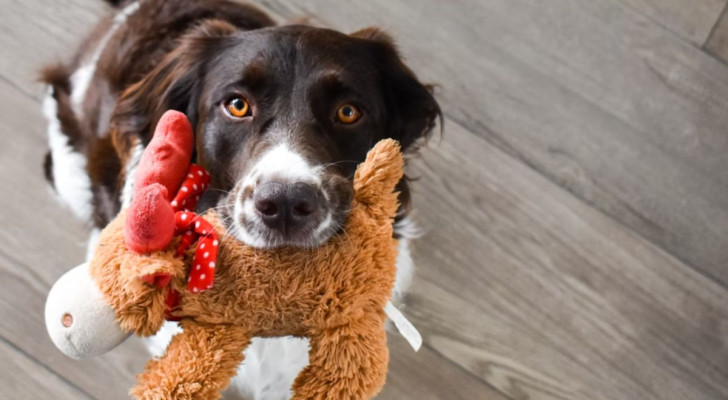 Ciotole e giocattoli del cane possono accumulare germi e batteri, se non puliti. Ma come fare?