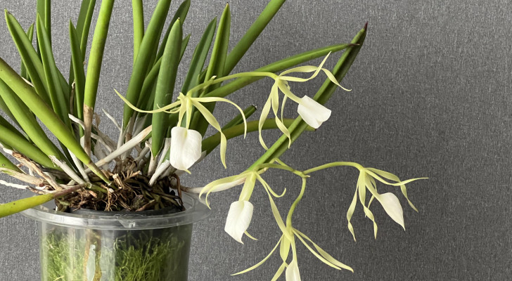 Perfume your home with orchids: cultivation and care of a Brassavola