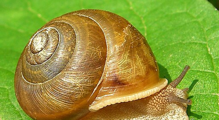 Are snails and slugs always the nemeses of our gardens? 